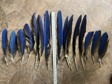 15 mittellange Papageienfedern vom Gelbbrustara Ara Vogelfedern - Paket 3