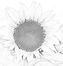 Digital Mixed Flower Coloring Drawing Adventure for Kids - PDF