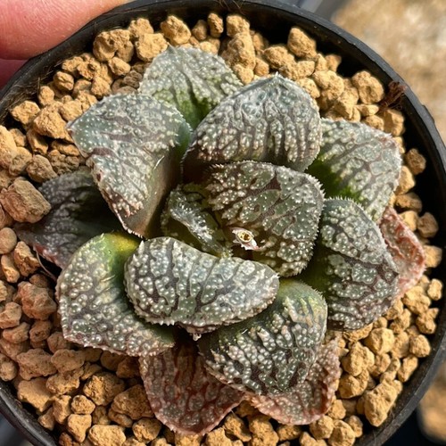 Pianta Succulenta 5CM Haworthia Comptioniana Demone Liliaceae Casa Giardino Bellissima - Foto 5 di 15