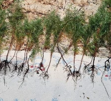 (10) Eastern Red Cedar  Juniper seedling live trees 4-8 + inches