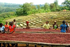 ETHIOPIAN YIRGACHEFFE COFFEE BEANS MEDIUM ROASTED 5 POUNDS IN 1 POUND BAGS