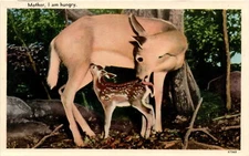 TICHNOR BROS. INC., BOSTON 15, MASS. Postcard