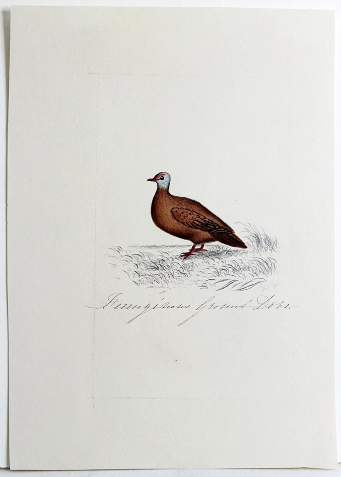 Dibujo a lápiz de colores de trabajo Edward Lear 1835 del libro de dibujo de artista #2 Foto 3 de 4