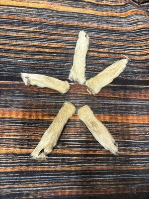 5 Tanned  Coyote Feet Dried Cured Taxidermy Mount Repair Witchcraft Art Knife