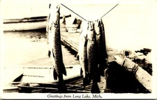 MI Greetings from Long Lake, Stringer of Fish, RPPC, Posted, 1953