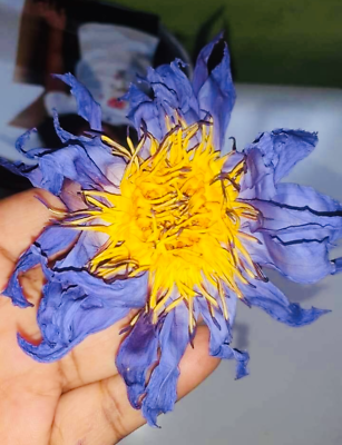 blue lotus effects vape flowers, Dried lotus for tea, Blue lily, Egyptian Blue Lotus, Organic Select Flavor ::Blueberry Cereal Donut Milk 30mL Why does my vape