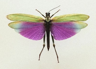 Titancris Albipes lila & grün männliche Heuschrecke Set x1 (A2) Entomologie