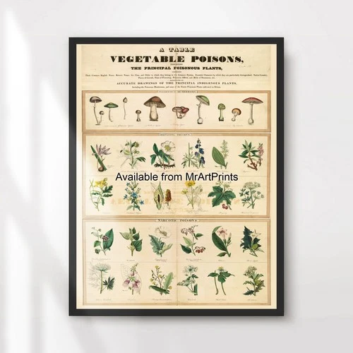Poison Mushrooms Chart Dark Academia Art Print Wall Picture Poster Decor Wicca