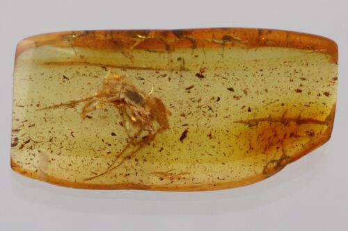Large SPIDER Araneae Fossil Inclusion Genuine BALTIC AMBER + HQ Pic 250115-20 - Foto 4 di 7