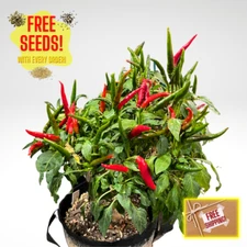 Fresh Takanotsume Pepper Seeds | Heirloom & Non-GMO | 25 Fresh Vegetable Seeds