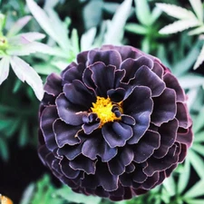 25+ Hybrid Black Marigold Seeds for Garden Planting - USA - FREE SHIPPING!