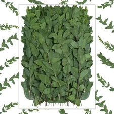 50 Pcs Pressed Dried Eucalyptus Leaves 6 Inch 100% Natural Preserved Real Euc...