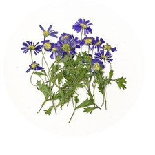 12PCS Real Pressed Dry Daisy with leaves stem for art Craft FHT08