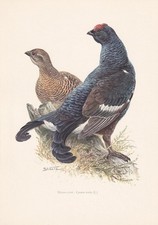 1960 BLACK GROUSE Bird Print - Vintage Bird Wall Art Decor - 7.5 x 10.6 Inches