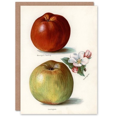John Wright Kunstkarte Gascoignes Sämling Sandringham Äpfel