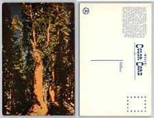 General Sherman Tree Sequoia National Park CA WESCO Color Postcard