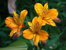 Alstroemeria Flower Hybrid Quality Bulbs Home Gardening Pack of 2 yellow