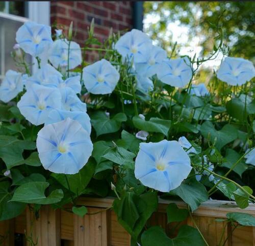 10 Seeds Real Ipomoea Tricolor Blue Star 'Heavenly blue' Morning Glory - Afbeelding 1 van 5
