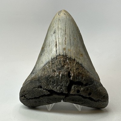 Megalodon Shark Tooth 5.18 Inch - Thick - Lower Jaw Fossil - Authentic 20283