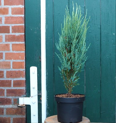 Wacholder Juniperus scopulorum 'Skyrocket'  40 - 50 cm im Container