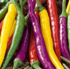 RAINBOW CAYENNE PEPPER SEEDS MIX 50+ SPICY hot YELLOW orange RED purple USA SHIP