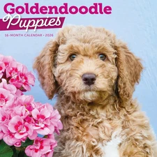 Carousel Calendars,  Goldendoodle Puppies 2026 Wall Calendar, 12'' X 12'', 16-Mo