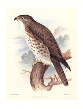 1989 Vintage Print Hawaiian Io Hawk Perch Hawaii Bird Raptor Birds Big Island