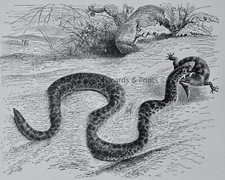 c1896 Antique Snake Print EGYPTIAN SAND SNAKE Royal Natural History by Lydekker