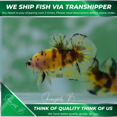 Live Tropical Betta Fish (Thailand) Yellow Galaxy Male HMPK SB-036