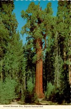 General Sherman Tree, Sequoia National Park, California, Mike Roberts postcard