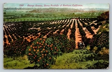 c1918 Sierra Foothills Northern California CA Orange Groves VINTAGE Postcard