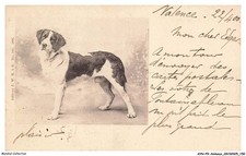 AYNP9-0838-CANE - San Bernardo