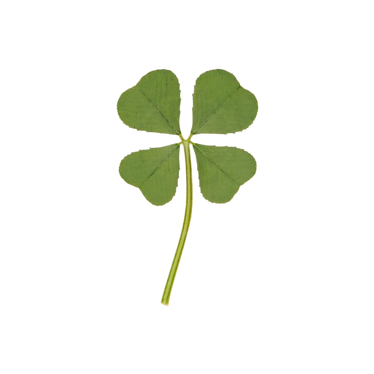 Finding more than luck in four-leaf clovers