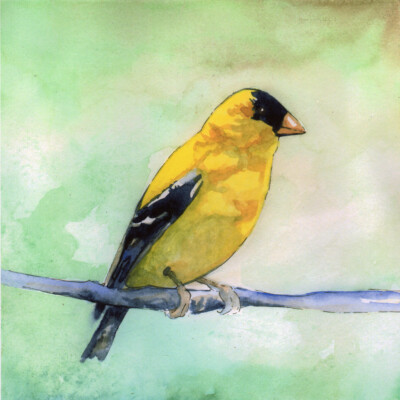 CANVAS Goldfinch by Sean Parnell 36x36 Watercolor Art Painting Reproduction