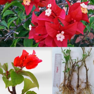 Bougainvillea red well rooted different flower rare plant cuttings 4