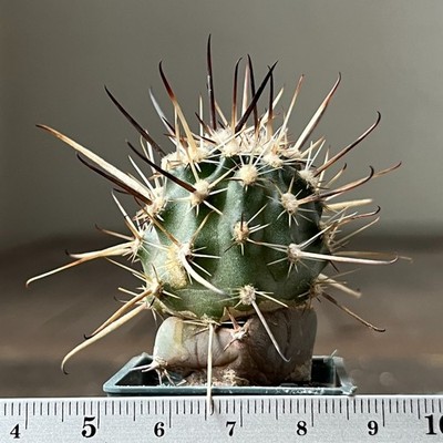 A26-539  Austrocactus bertinii, JN401, Ciudad Neuquen, grafted