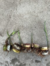 5 Rooted Dark Green Sugarcane Cutting Sweet Juicy Tropical Plant Ready To Plant