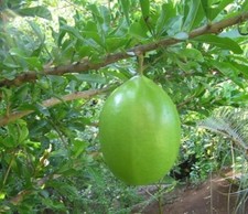 SAMEN Tolle große Früchte trägt der i! KALEBASSEN BAUM !i Gartengestaltung