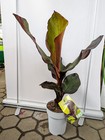 Bild 5 von 17