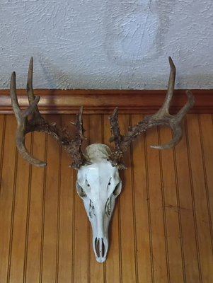 #ad #ad Whitetail Deer European Mount $300.00