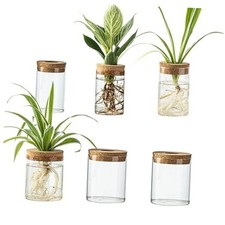 Glass Plant Propagation Station Set Water Planting Glass Vase for Herb