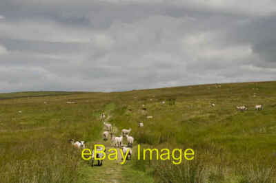 Photo 6x4 Moor Lane Bridleway Fleets  c2011