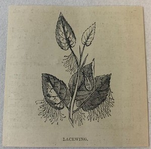 1894 magazine engraving ~ LACEWING insect