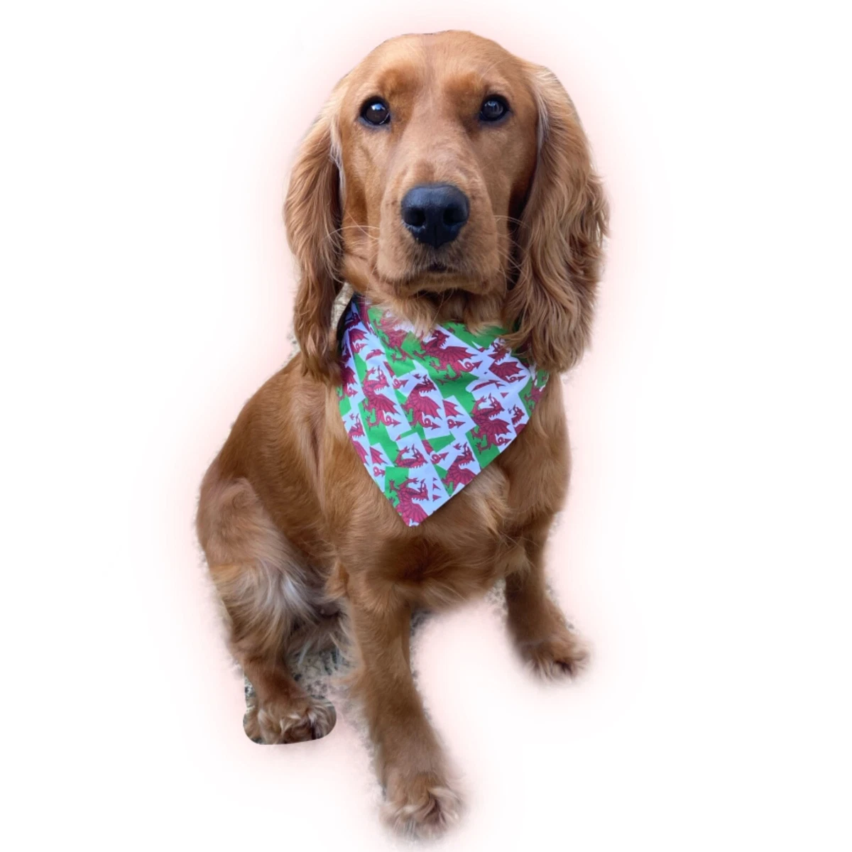 Welsh dog hot sale bandana