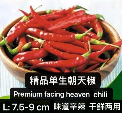 30+F1 premium facing heaven chili pepper seeds harvested in 2025.30多粒杂交精品单生朝天椒种子