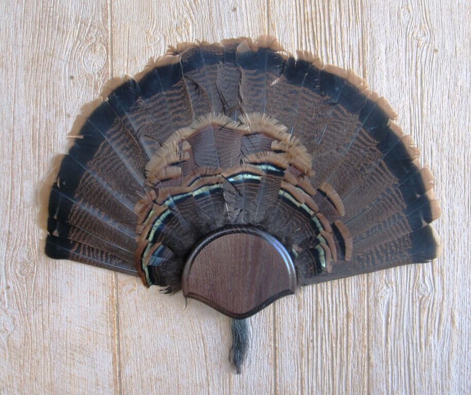 Solid Dark Oak Turkey Fan / Beard Mounting Kit -01 