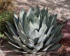 Palmer's century plant - Agave palmeri 10+ Seeds E 348