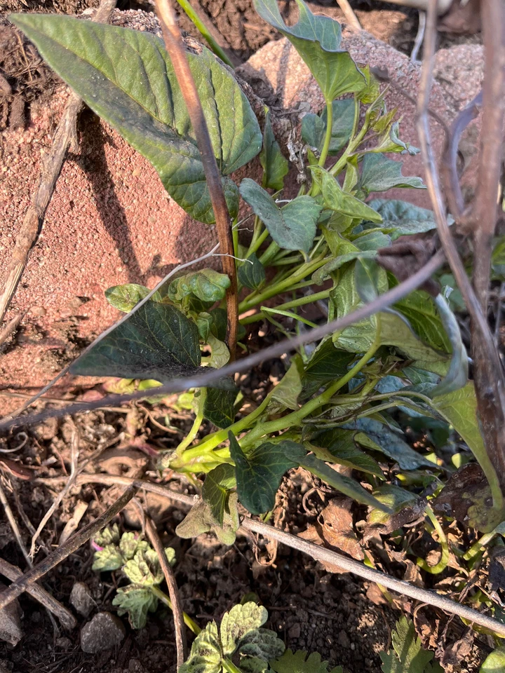 10 Sweet Potato Slips, Fresh Cuttings  Ready To Plant  4 variety - Image 2 of 4