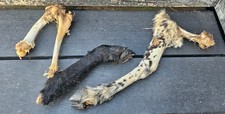 Sheep Skull taxidermy art craft tattoo Curio Sheep Skull film tattoo goth