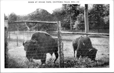 Chippewa Falls WI Bison Irvine Park WIsconsin EC Kropp Publisher postcard IQ3